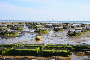 EU aquaculture has fully recovered from downturn, report says