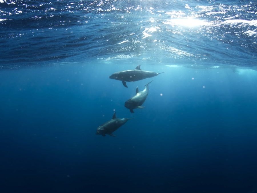 protection of marine mammals
