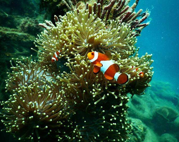 Mar+Invest and Global Fund for Coral Reefs
